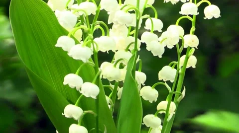 Flowers of Lily of the Valley Video stock 50379360