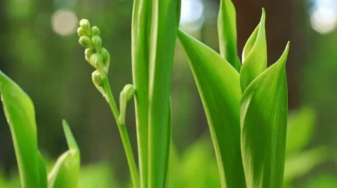Flowers of Lily of the Valley Video stock 57316494