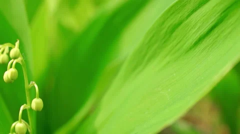 Flowers of Lily of the Valley Video stock 57316501