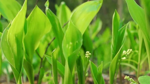 Flowers of Lily of the Valley Video stock 57316507