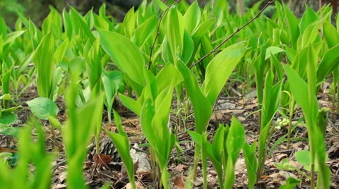 Flowers of Lily of the Valley Video stock 57316510