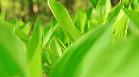 Flowers of Lily of the Valley Video stock 57316514