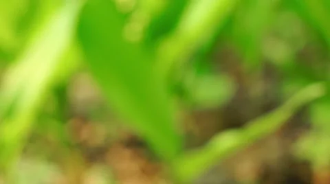 Flowers of Lily of the Valley Video stock 57316520
