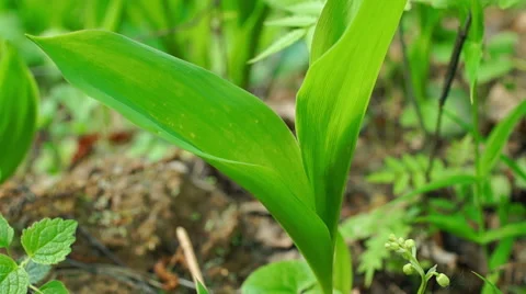 Flowers of Lily of the Valley Video stock 57316528