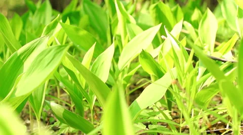 Flowers of Lily of the Valley Video stock 57316533