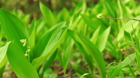 Flowers of Lily of the Valley Video stock 57316534