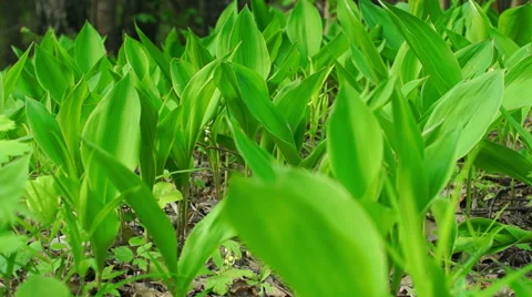 Flowers of Lily of the Valley Video stock 57316536