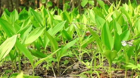 Flowers of Lily of the Valley Video stock 57316540