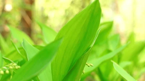Flowers of Lily of the Valley Video stock 57316543