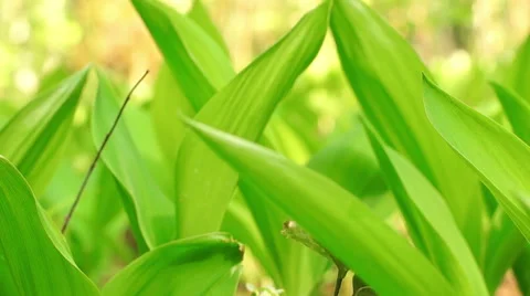 Flowers of Lily of the Valley Video stock 57316546