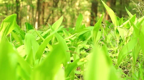 Flowers of Lily of the Valley Video stock 57316556