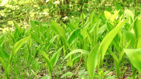 Flowers of Lily of the Valley Video stock 57316588