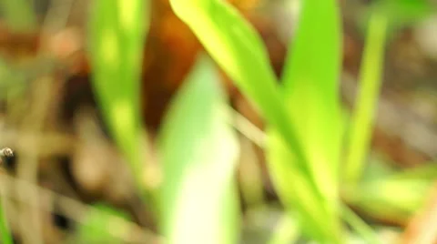 Flowers of Lily of the Valley Video stock 57316610