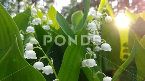 Flowers Lily of the valley grows in the forest with a ray of evening sun. Stock Photos