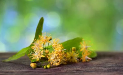 Flowers of linden tree Free Stock Photos