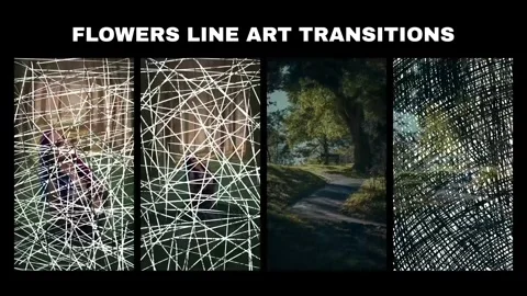 Flowers Line Art Transition for After Effects Stock After Effects
