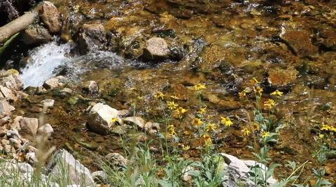 Flowers line a bubbling brook Stock Footage 40521301