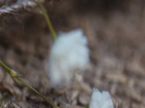 Flowers on a linen background Stock Footage 73552745