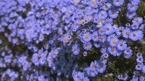 Flowers long-term aster 2 Stock Footage 117246658