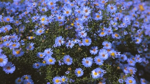 Flowers long-term aster 3 Stock Footage 117246718