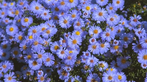 Flowers long-term aster 5 Stock Footage 117246668