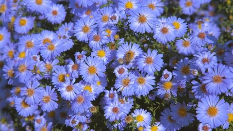 Flowers long-term aster 6 Stock Footage 117246891