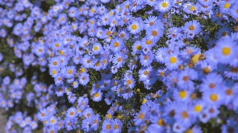 Flowers long-term aster 7 Stock Footage 117246903