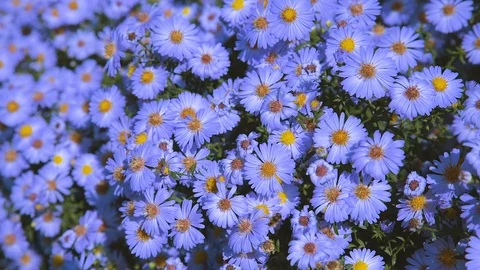 Flowers long-term aster Stock Footage 117246854