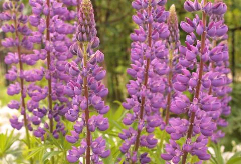 Flowers Lupinus polyphyllus Chatelaine Stock Illustration