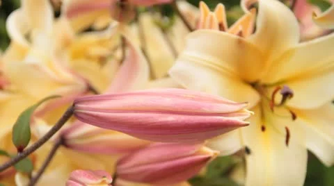 Flowers, lyllies Stock Footage 10736292