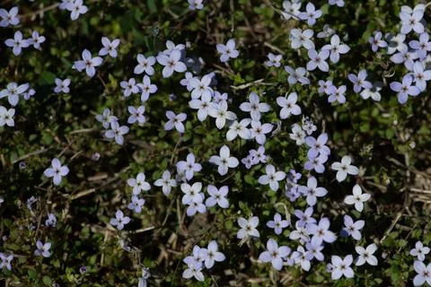 Flowers macro cluster with tiny petals. Flowers soft natural background with  Stock Photos