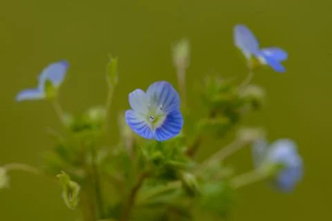 Flowers macro Stock Photos