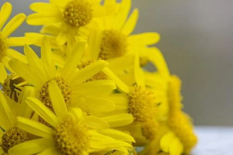 Flowers macro Stock Photos