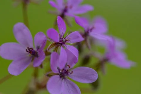 Flowers macro Stock Photos