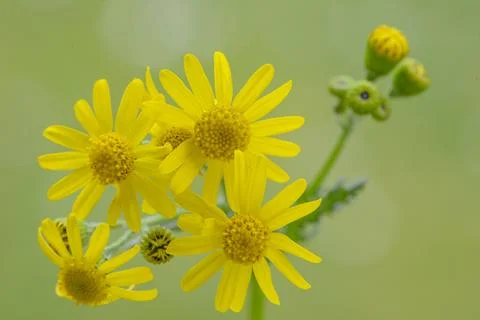 Flowers macro Stock Photos