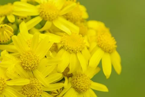 Flowers macro Stock Photos