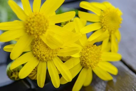 Flowers macro Stock Photos