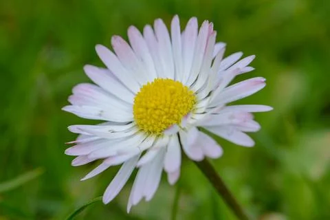 Flowers macro Stock Photos