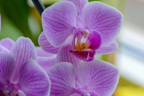 Flowers macro Stock Photos
