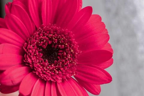 Flowers macro Stock Photos