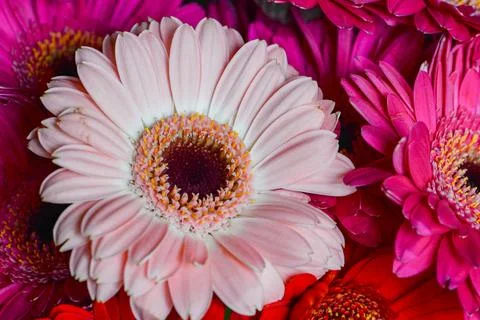 Flowers macro Stock Photos