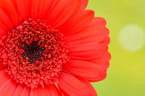 Flowers macro Stock Photos