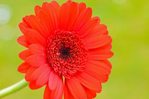 Flowers macro Stock Photos