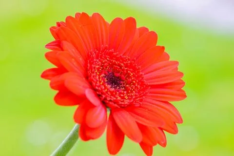 Flowers macro Stock Photos