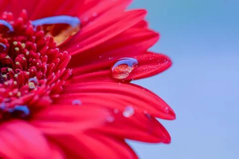 Flowers macro Stock Photos