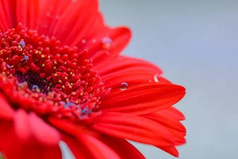 Flowers macro Stock Photos