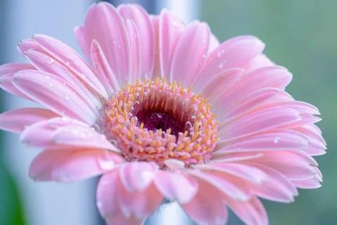 Flowers macro Stock Photos