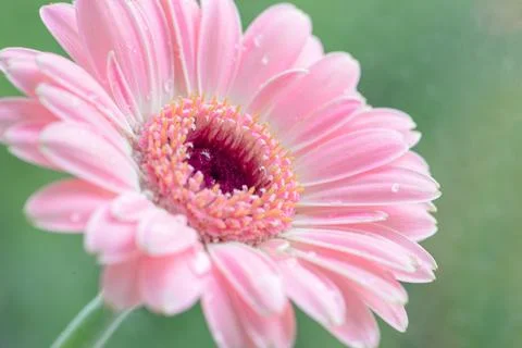 Flowers macro Stock Photos