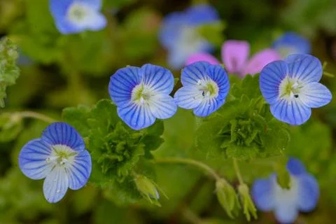 Flowers macro Stock Photos