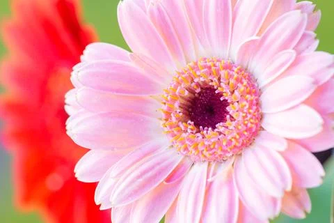 Flowers macro Foto stock